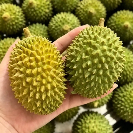 Crunchy + Color Changing Durian